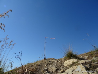 nte Venere-30-07-2020 09